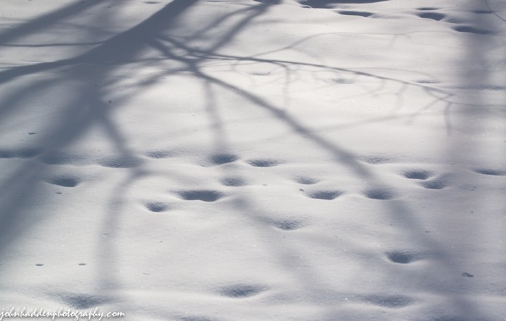 Buried deer tracks and morning shadows across new fallen snow
