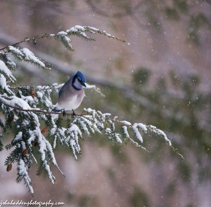 A bluejay perched in the hemlock above our feeder