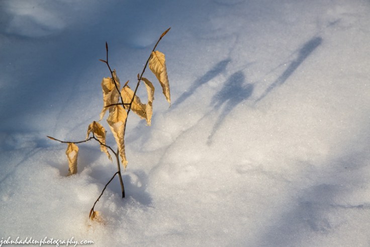 A beech seedling pokes through fresh snow