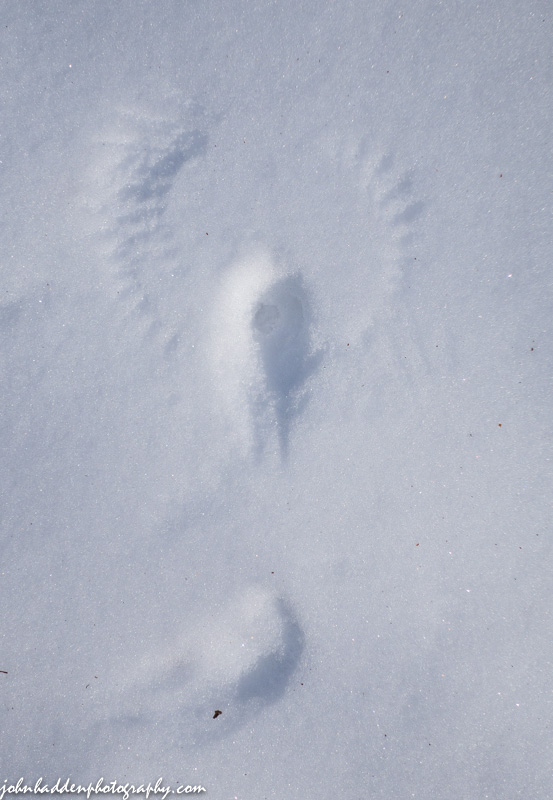 The imprint left by a chickadee