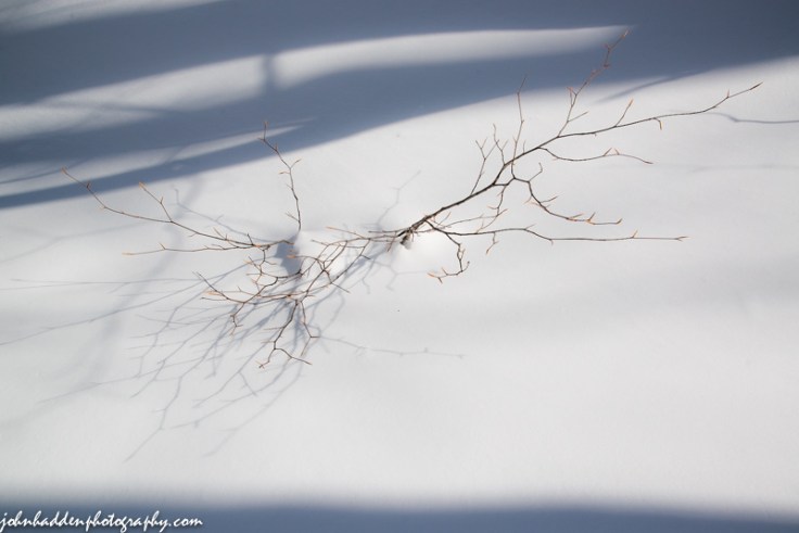 A beech sapling seems to float in deep, new fallen snow