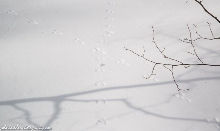 Tracks from a jumping mouse and short-tailed weasel (?) cross in fresh snow