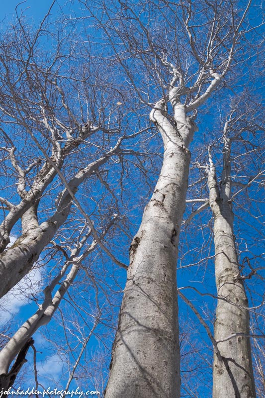 Beech trees reach into the blue