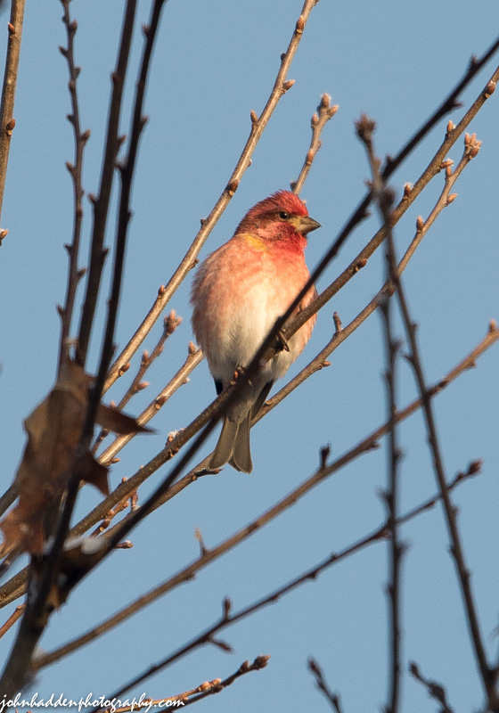 A purple finch sings in the morning sun