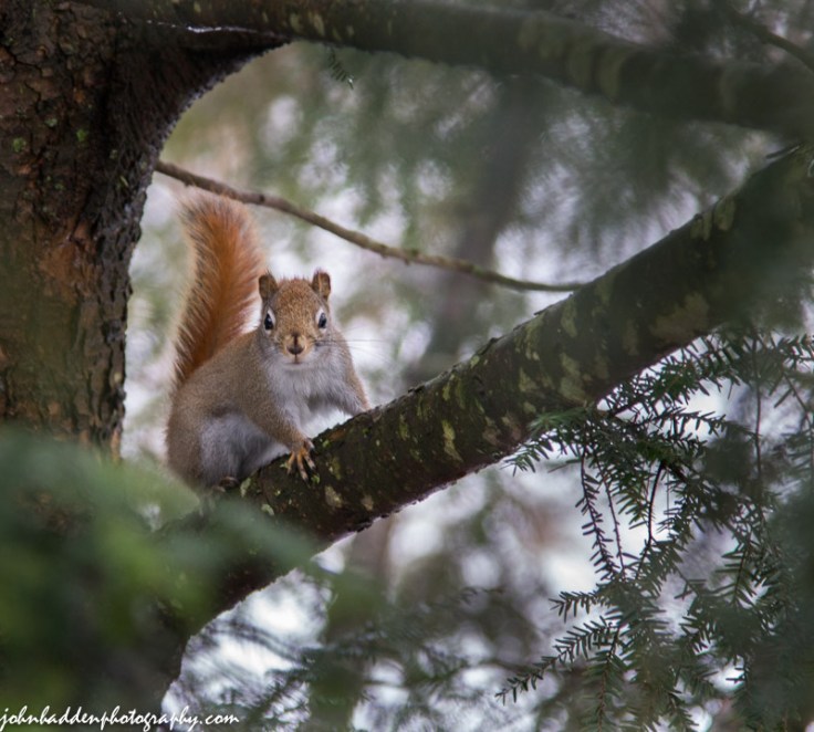 A red squirrel stares me down...