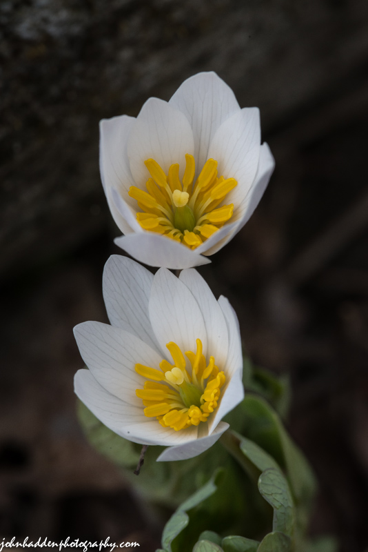 Bloodroot flowering down by Fargo Brook
