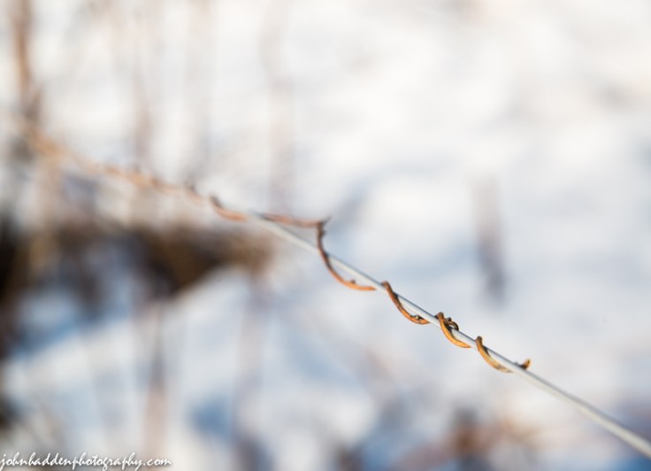A tiny vine on a wire