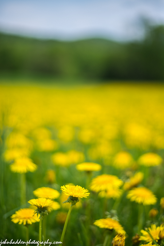 A field of dandelions