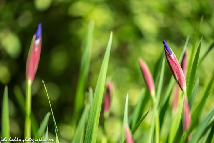 Siberian iris about to bloom