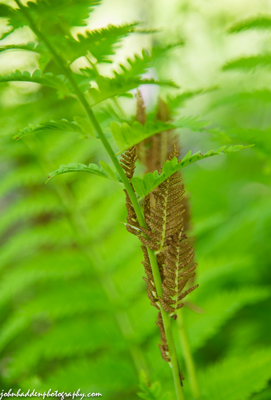 Cinnamon fern spores