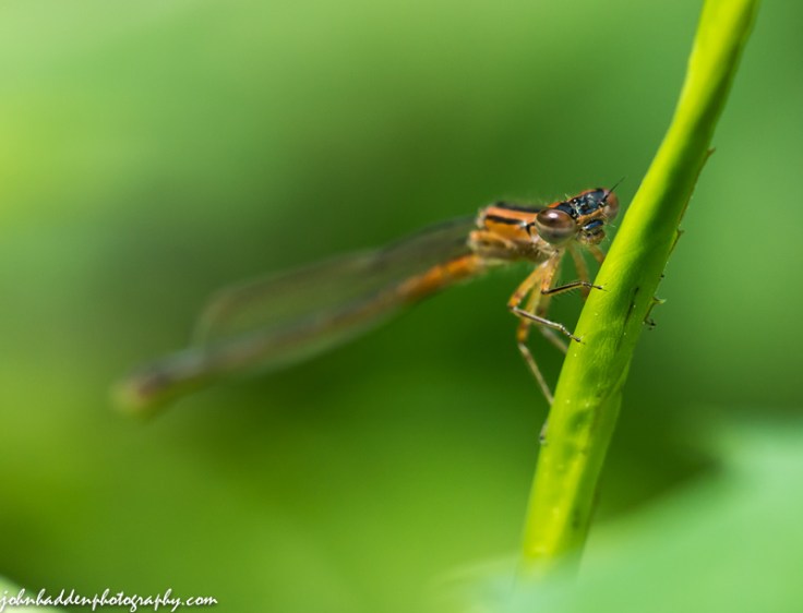 A damselfly on guard by the pond