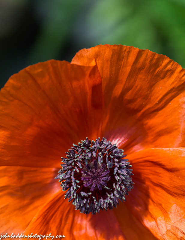 A brilliant red poppy in full sun