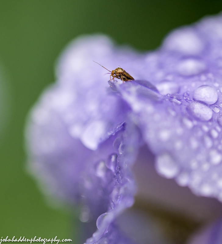 An small insect takes in the view