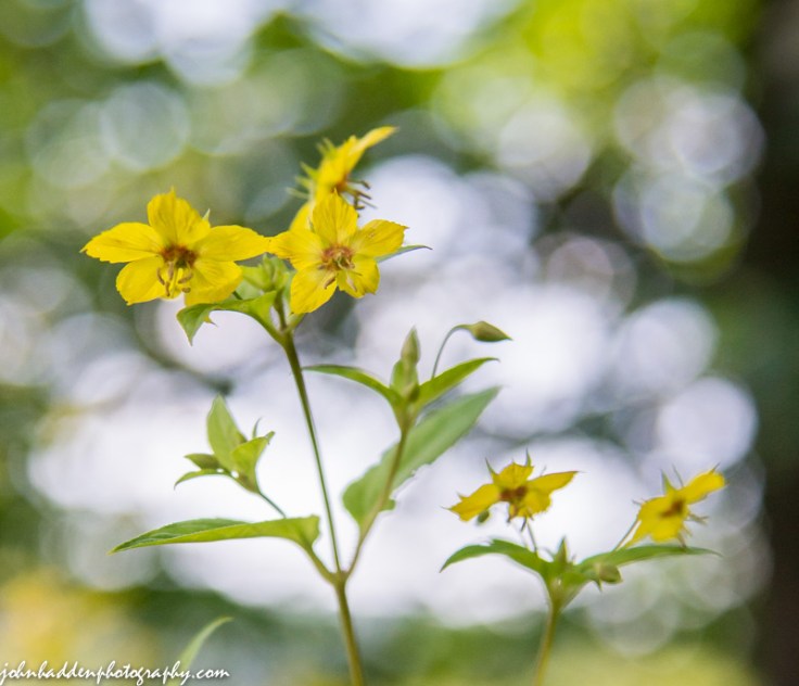 Fringed loosestrife against a dappled background