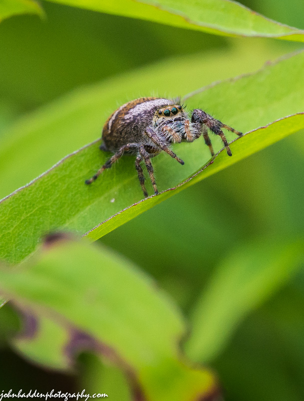 A jumping spider on the prowl