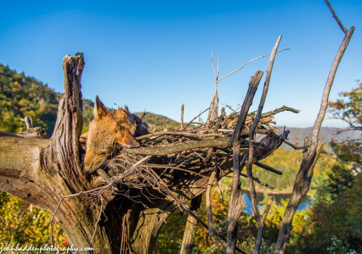 A dead coyote on a funeral bier at the top of the Appalachian Gap