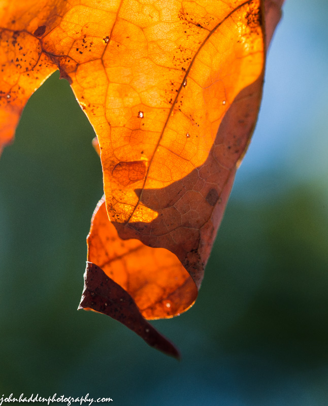 A maple leaf curls in the morning sun