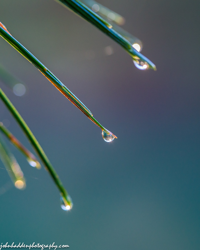 Morning dew clings to white pine needles