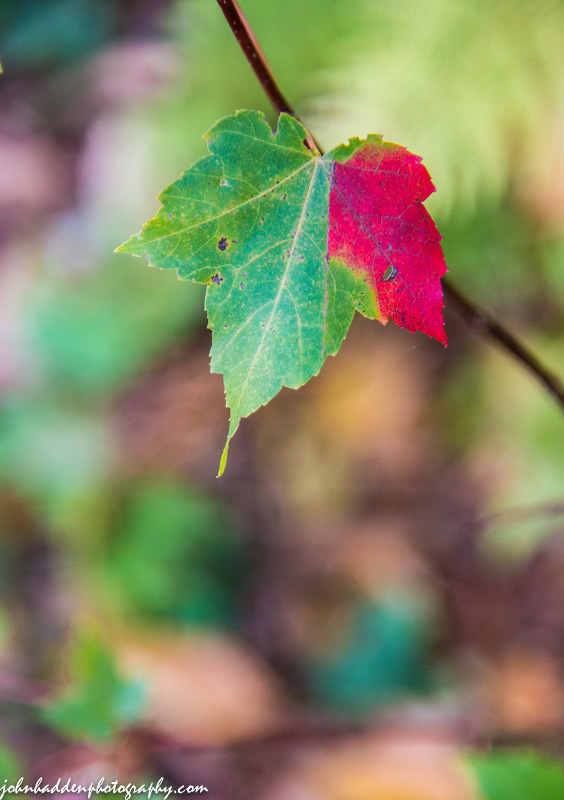A maple leaf on its way