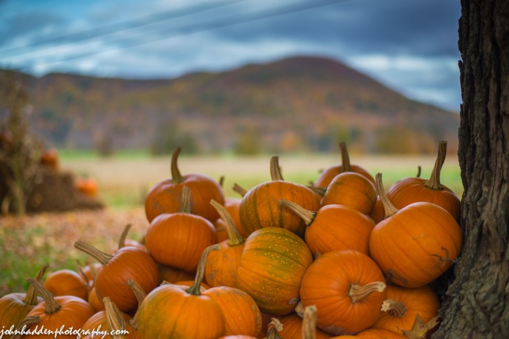 Pumpkins await at the Towers Farm