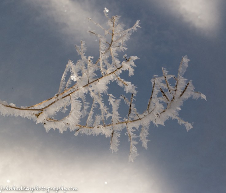 Delicate frost feathers down along Fargo Brook