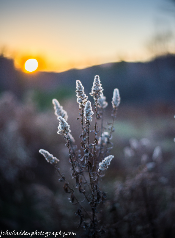 The setting sun backlights a dried goldenrod head