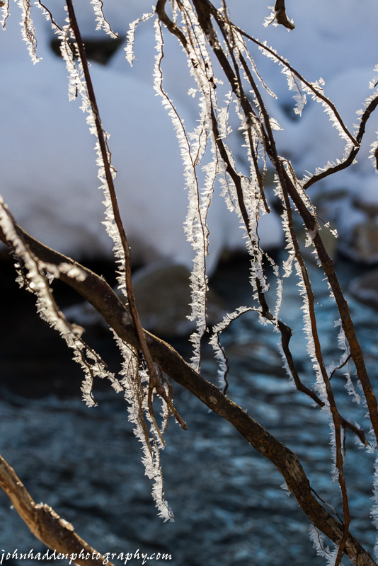 Black willow roots bedecked by morning frost crystals