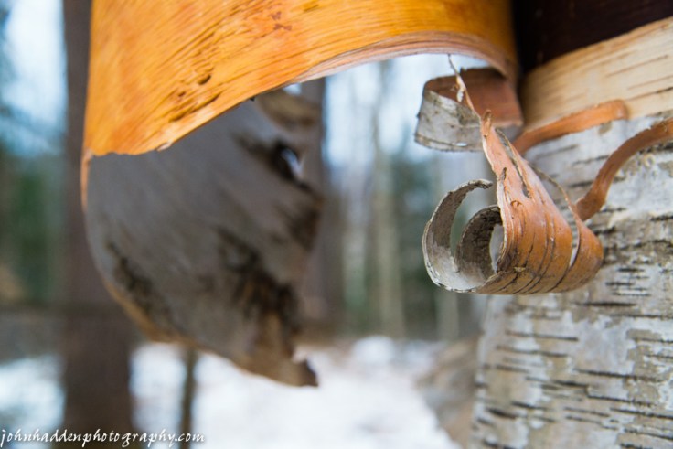Birch bark curls