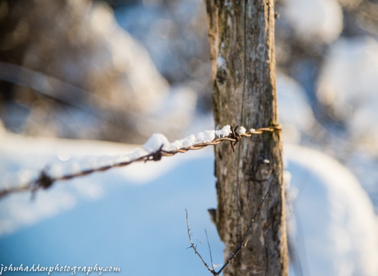 A crust of snow on barbed wire