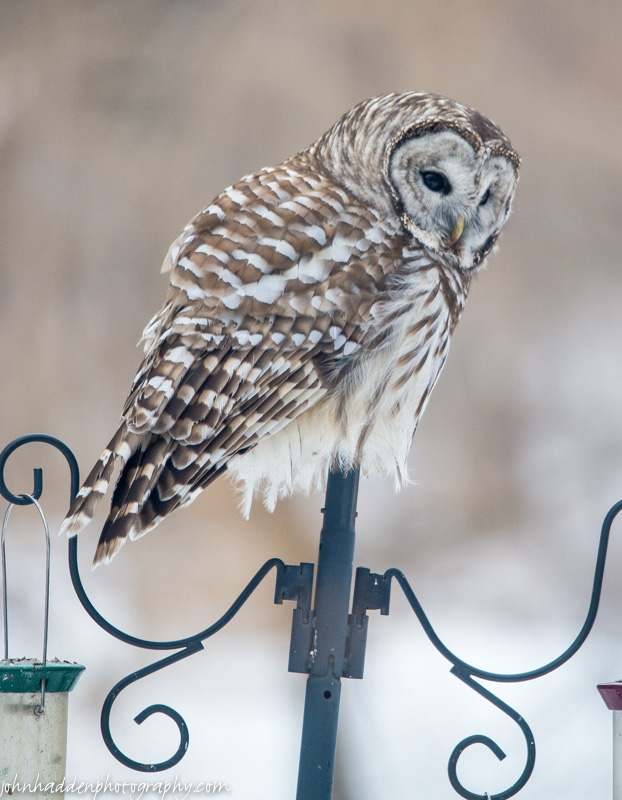 The barred owl came to visit again!