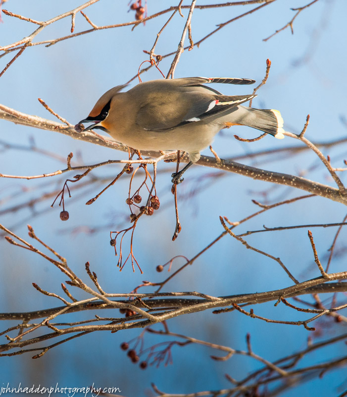 A Bohemian waxwing chowing down in the Korean mountain ash in our front yard