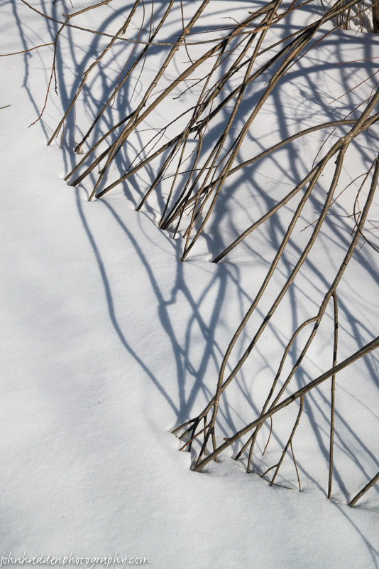 Willow stems bent into the snow