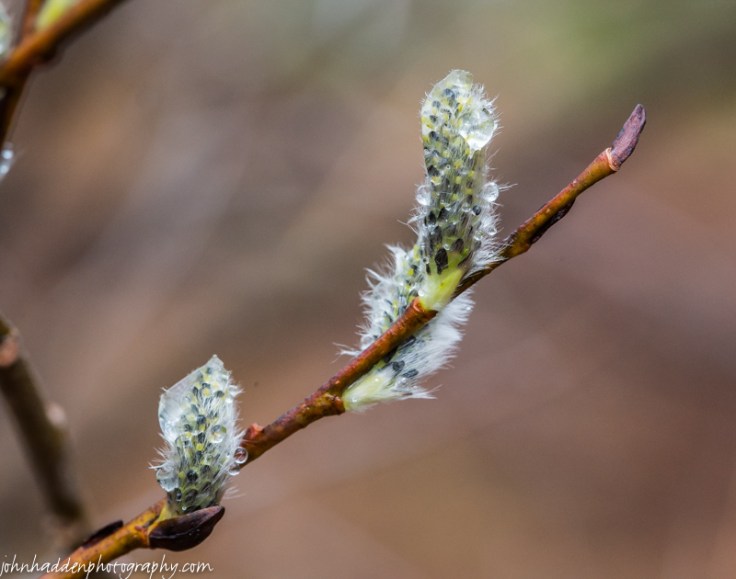 Willow buds and raindrops