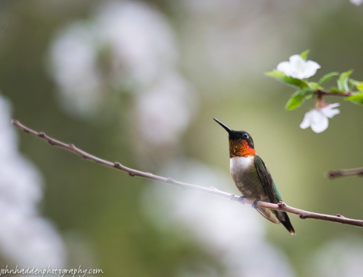 A ruby throated hummingbird pauses briefly...
