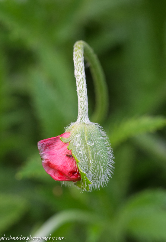 A poppy sticks its tongue out in our back garden
