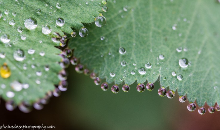 Beads of rain cling to Lady's Mantle leaves on a damp morning.
