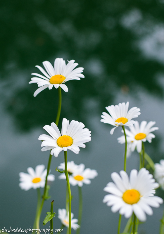Shasta daisies at the pond's edge