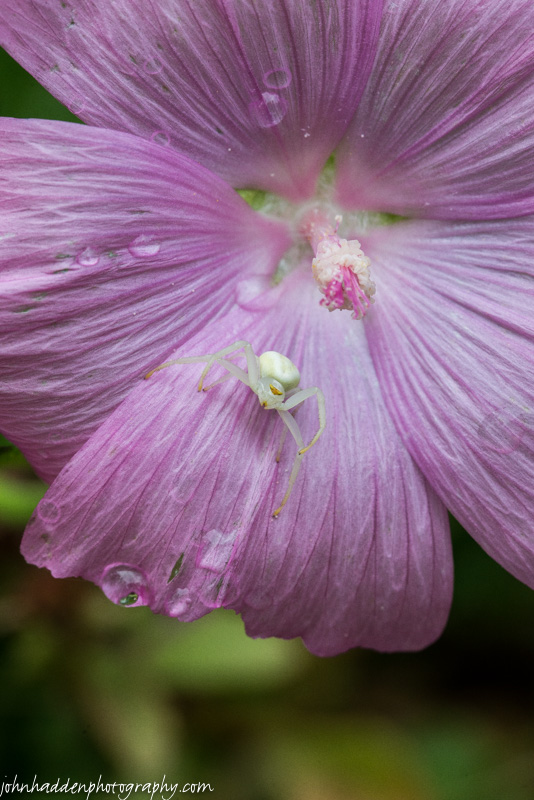 A crab spider lurks in a mallow blossom