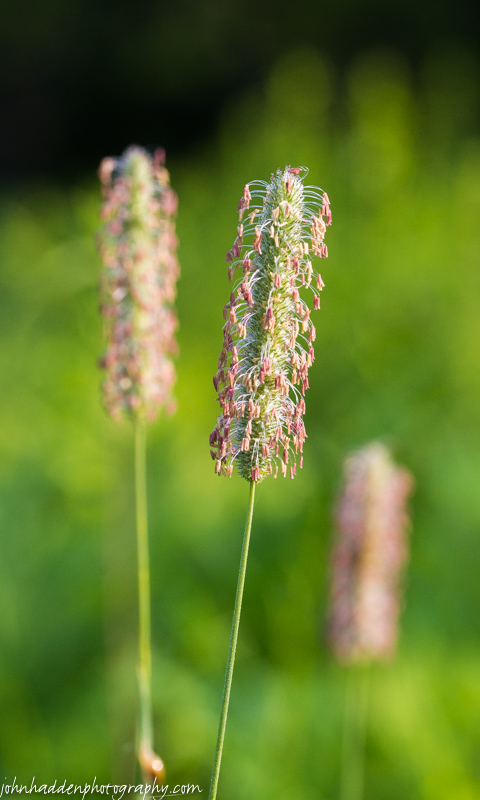 Timothy grass in bloom in our front field