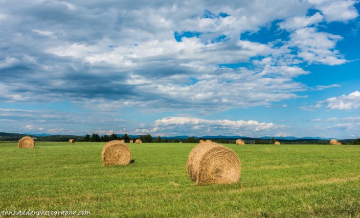 Fresh-cut round bales in Orwell, Vermont
