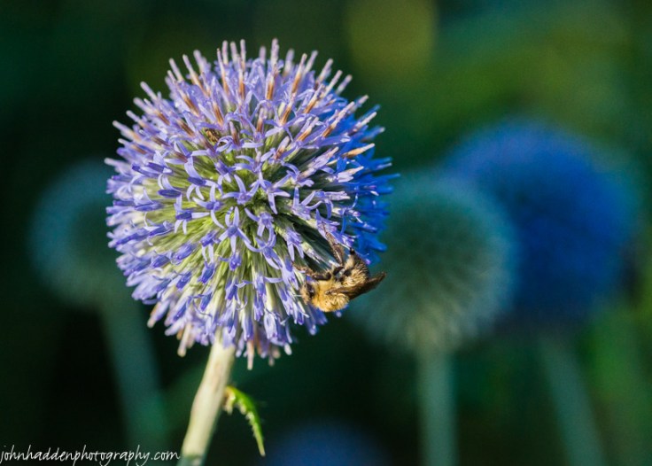 A bumble bee slumbers on ornamental thistle