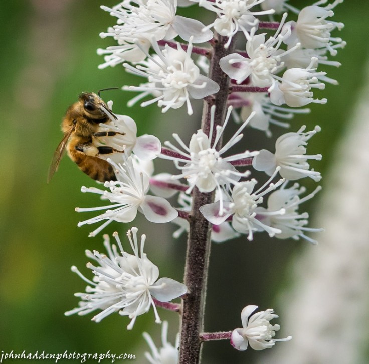A honey bee samples nectar from bug bane