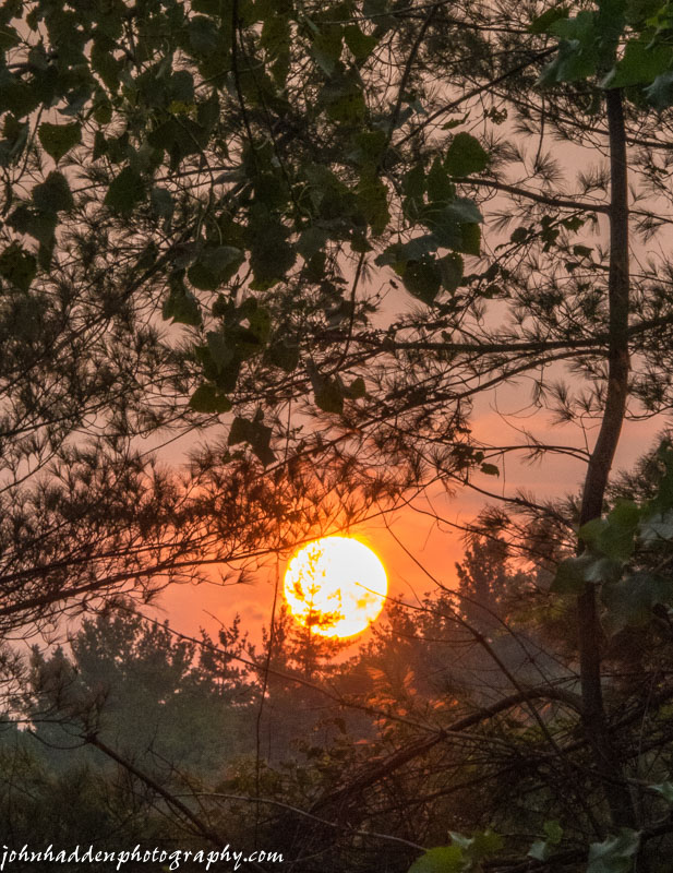 The sun sets deep red into the trees