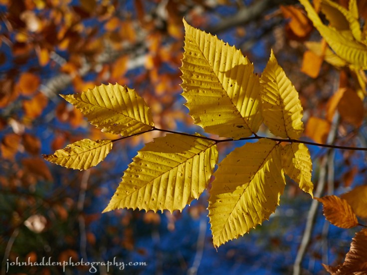 Gold and copper beech leaves against a blue sky