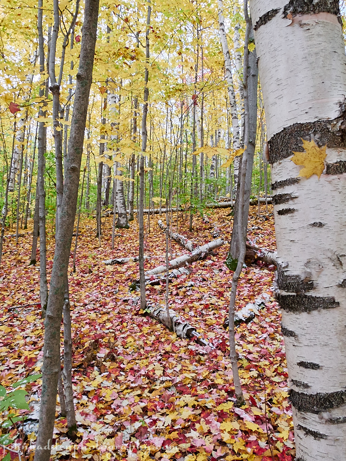 A carpet of bright fall leaves