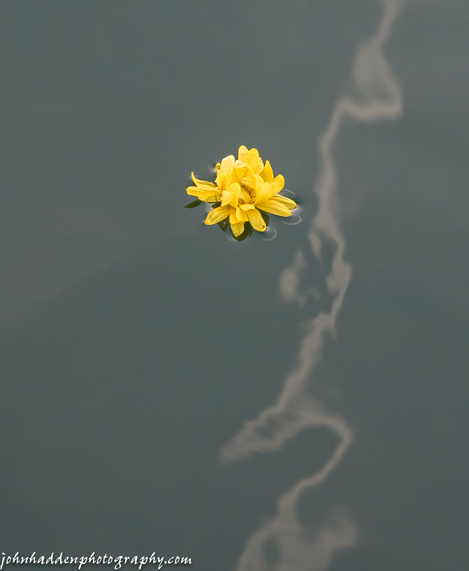 Yellow flower and contrail