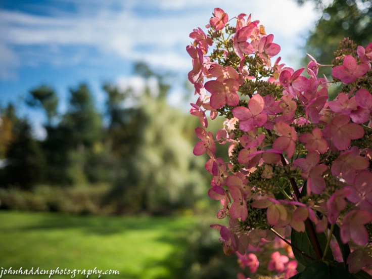 The hydrangea on our back patio blushes to purple
