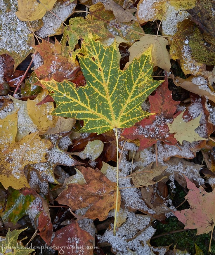 A uniquely veined maple leaf...
