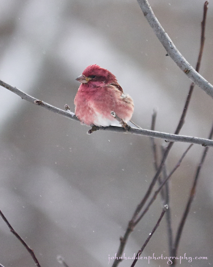 purple-finch