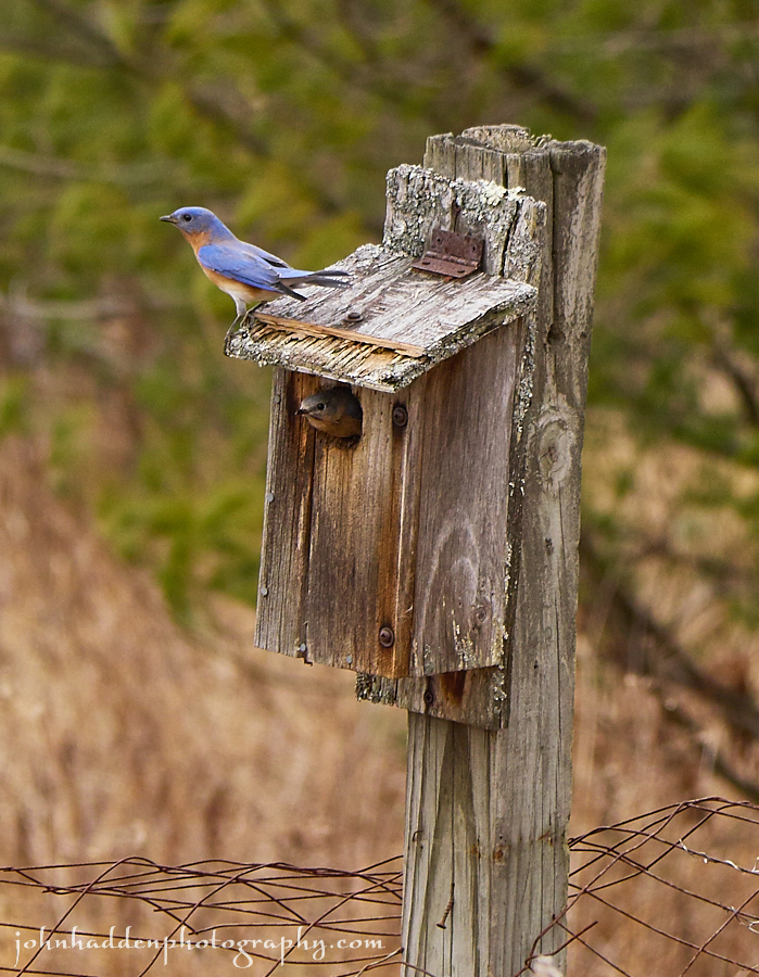 bluebird-pair-box